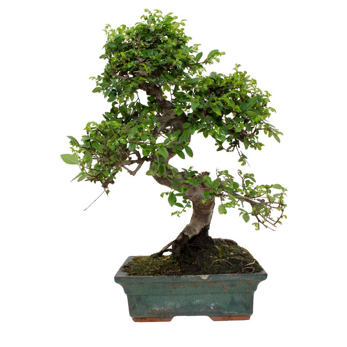 Bonsái Zelkova parvifolia 8 años - OLMO CHINO