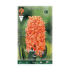 Bulbos Jacinto naranja 3 uds