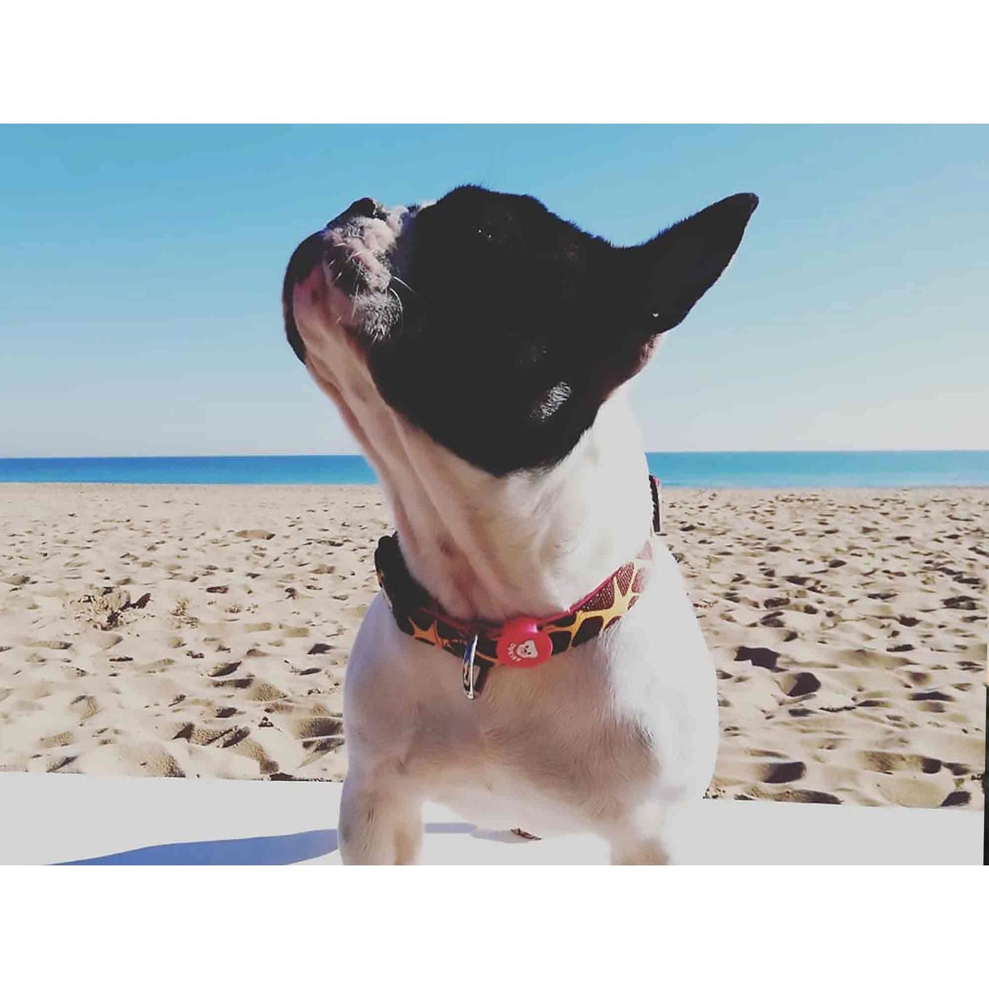 Collar para perro SAVANA Dukier L