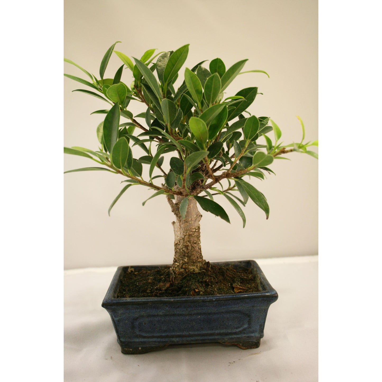 Bonsái Ficus retusa 5 años