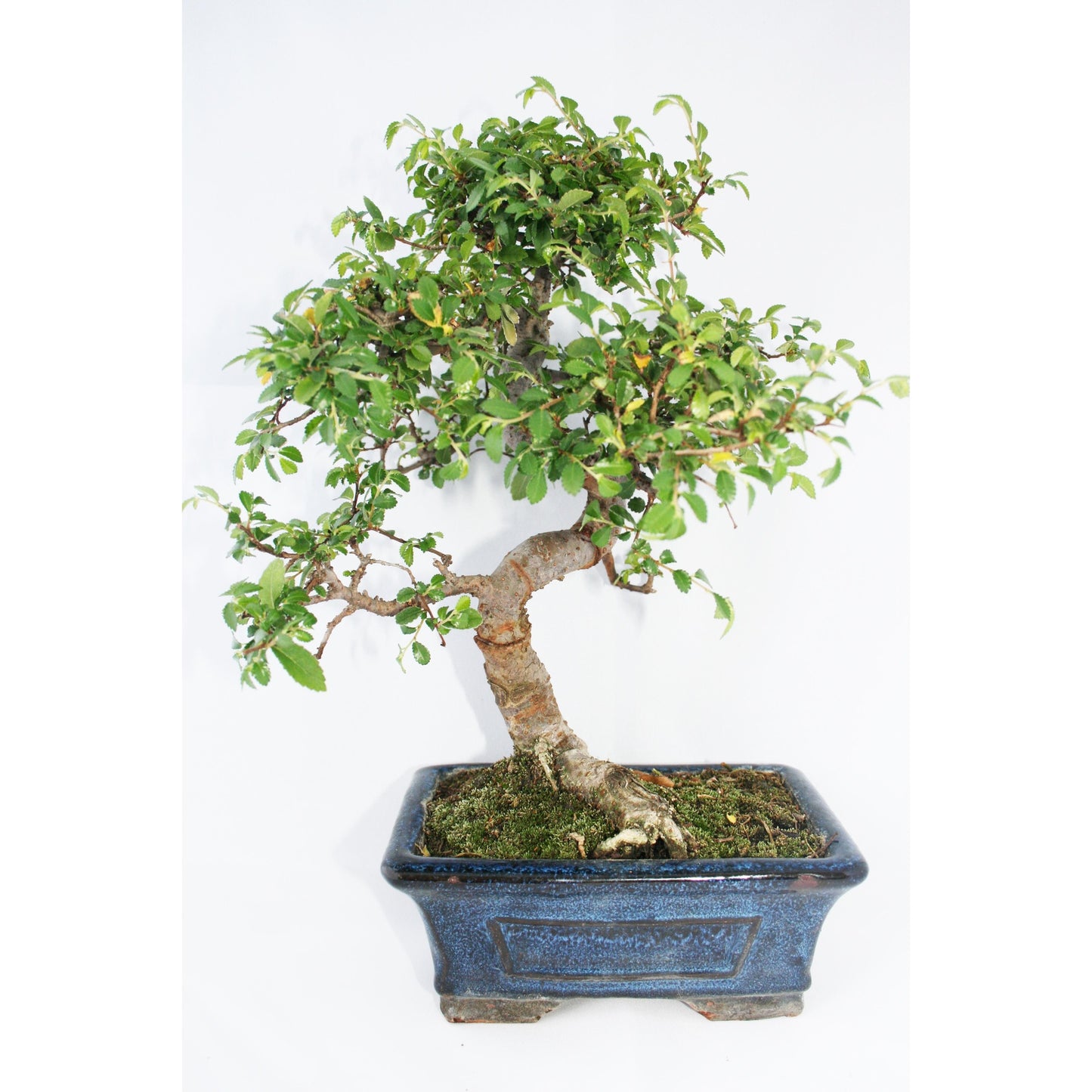 Bonsái Zelkova parvifolia 6 años - OLMO CHINO