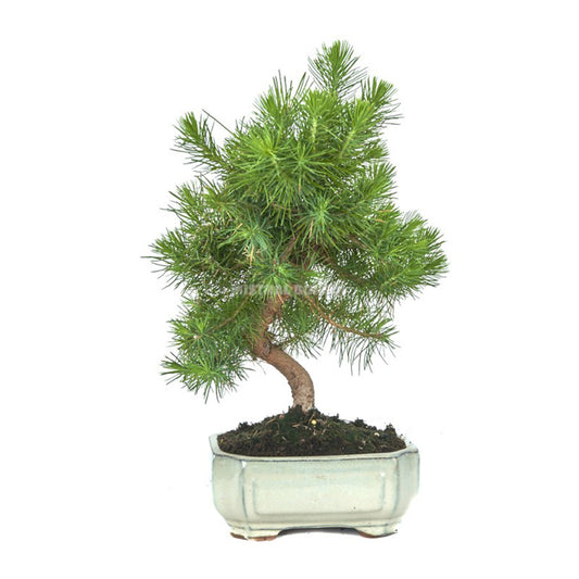 Bonsái Pinus halepensis 7 años
