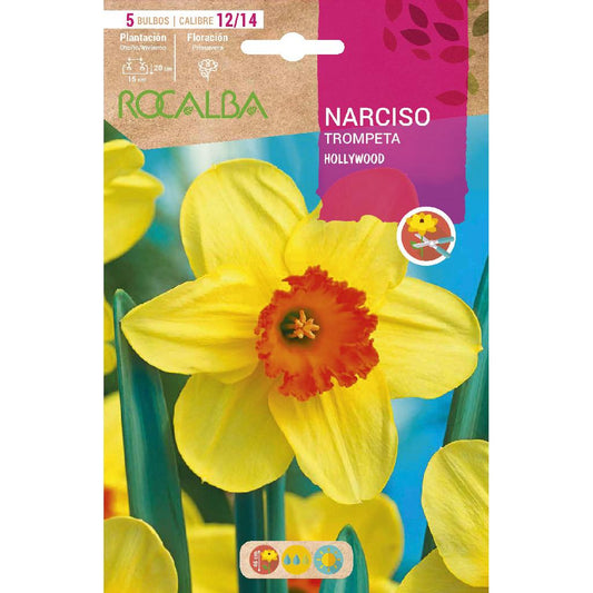 Bulbo Narciso trompeta Hollywood amarillo naranja 5 uds Rocalba