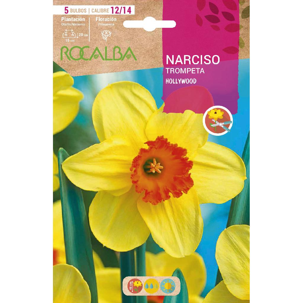 Bulbo Narciso trompeta Hollywood amarillo naranja 5 uds Rocalba
