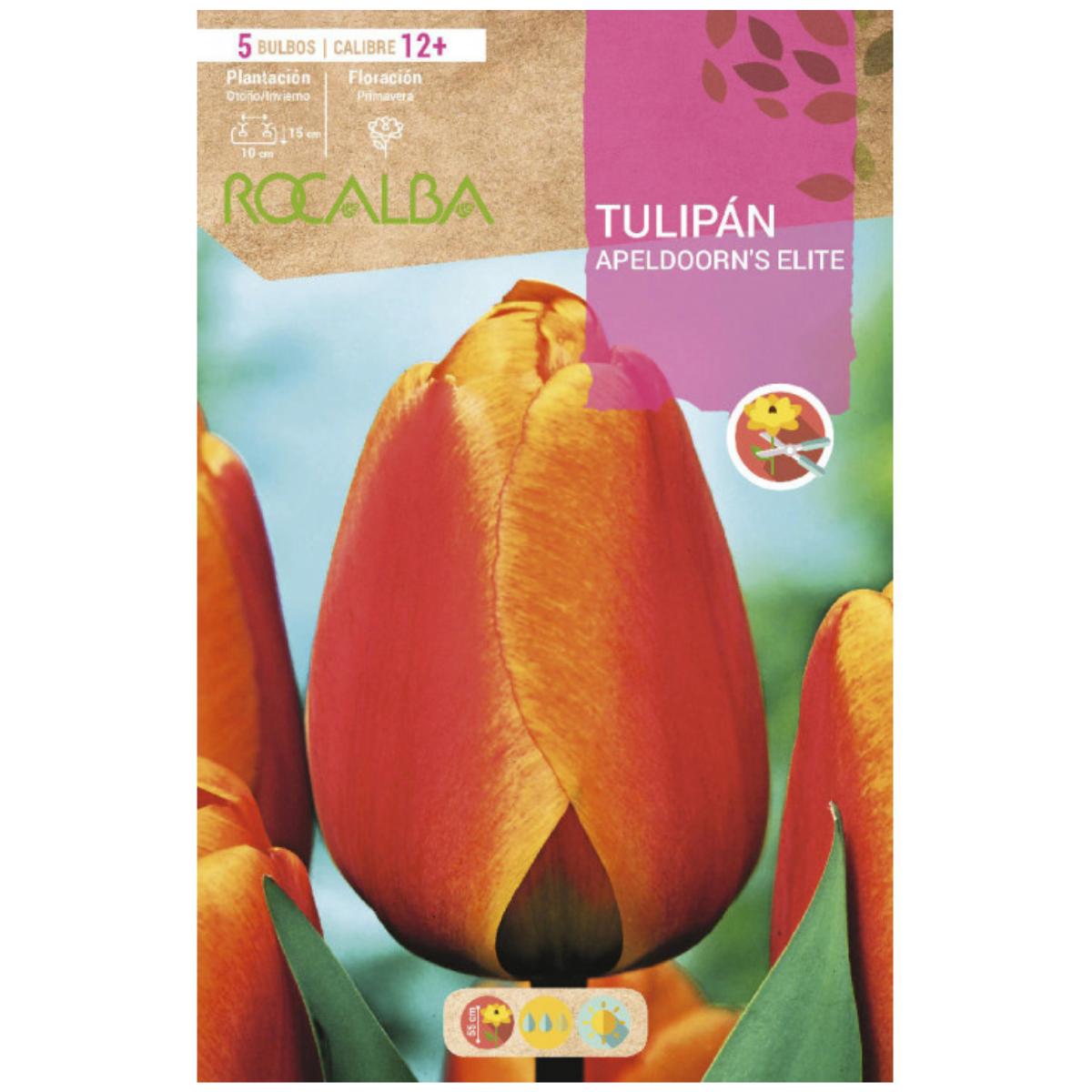Bulbo Tulipán Apeldoorn'S Elite rojo amarillo 5 uds Rocalba