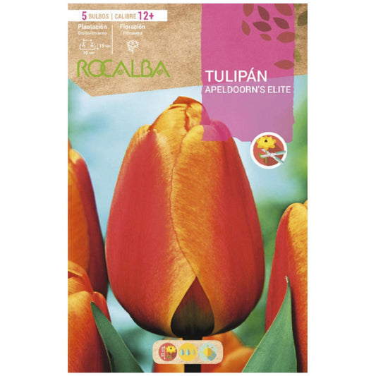 Bulbo Tulipán Apeldoorn'S Elite rojo amarillo 5 uds Rocalba