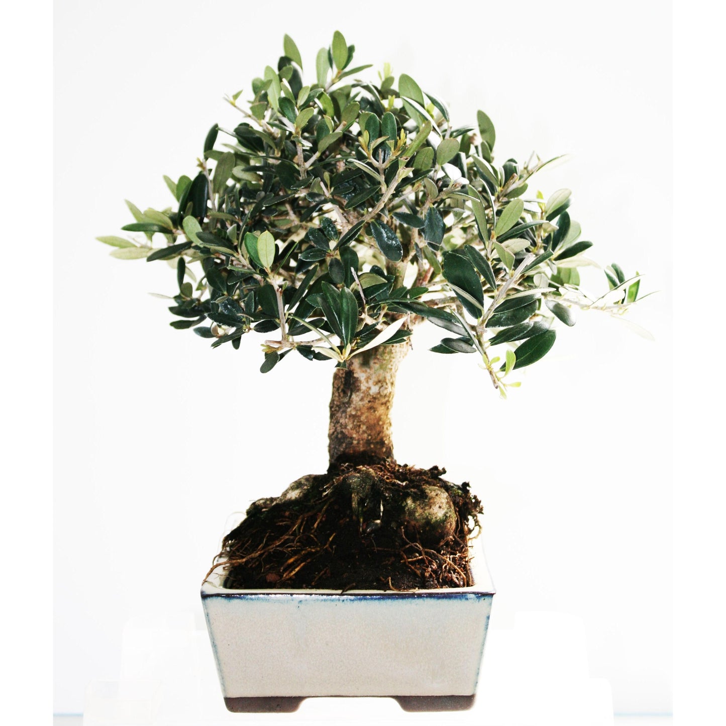 Bonsái Olea europaea 9 años OLIVO