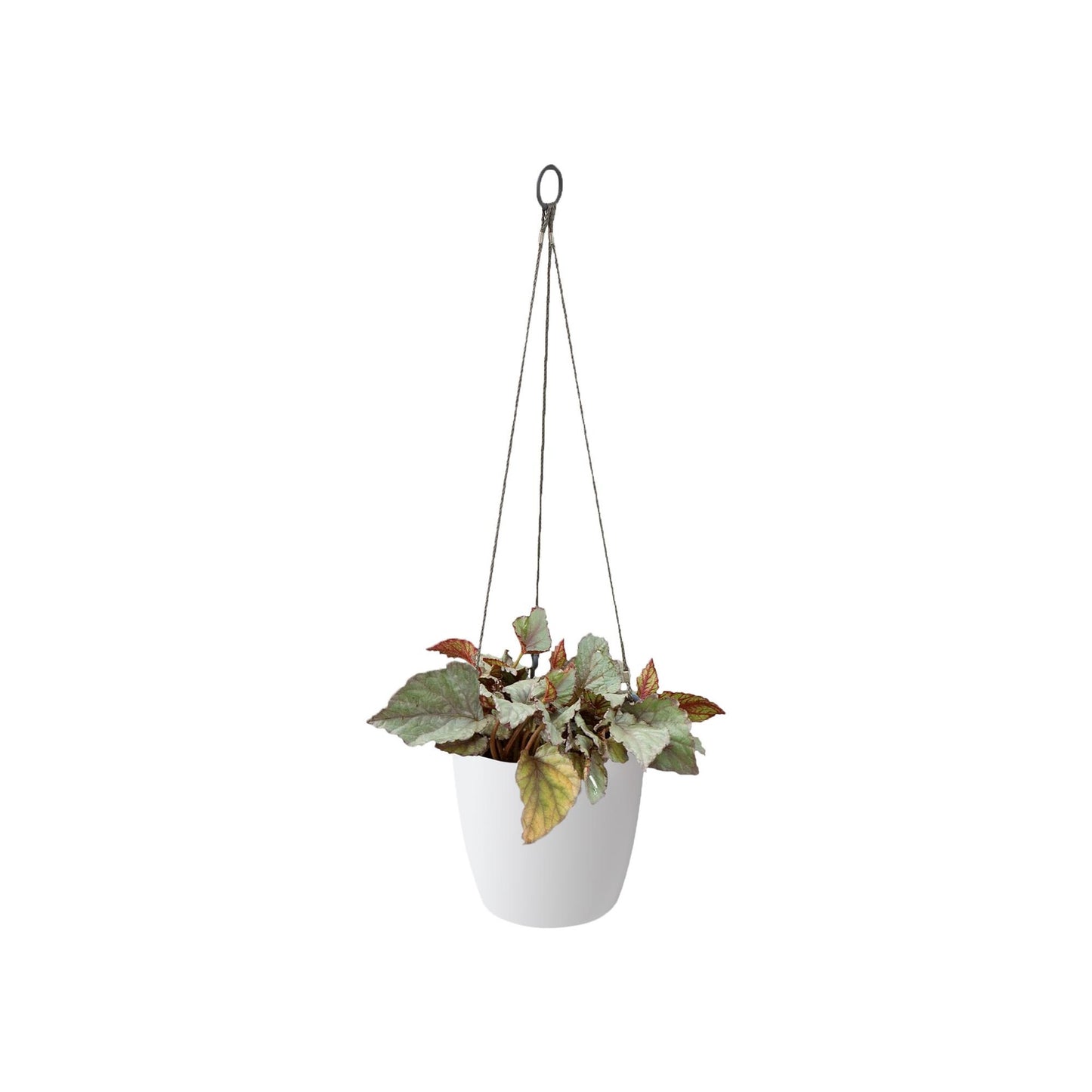 Tiesto colgante Brussels Elho Blanco 18,3 x 18 cm