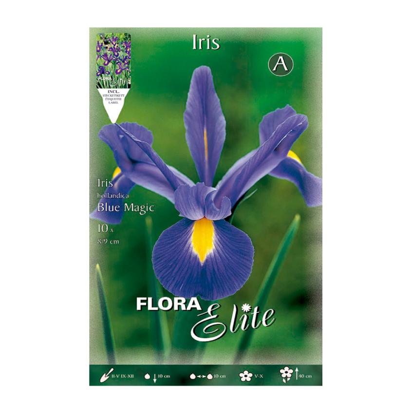 Bulbos Iris Holanda azul Elite 10 uds