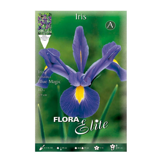 Bulbos Iris Holanda azul Elite 10 uds
