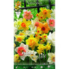 Bulbos Narciso trompeta mezcla Elite 5 uds