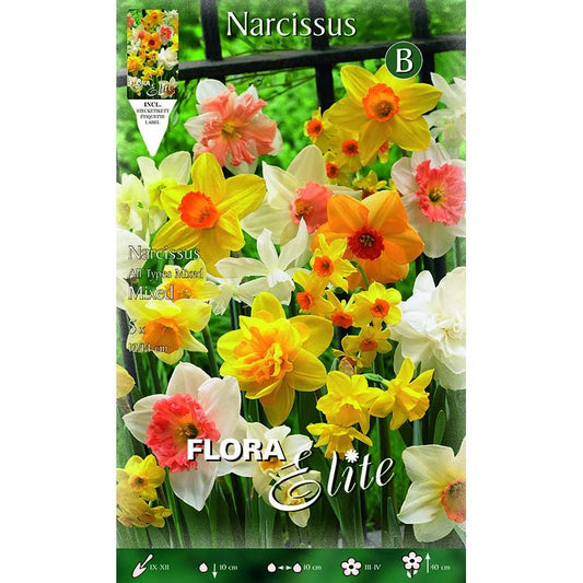 Bulbos Narciso trompeta mezcla Elite 5 uds