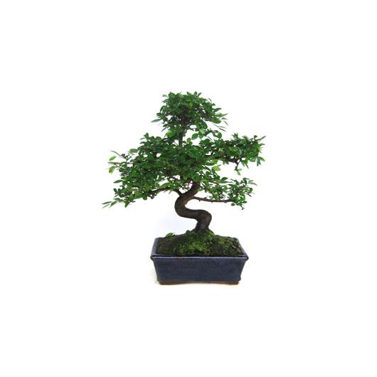 Pack Iniciación Bonsái Zelkova 8 años