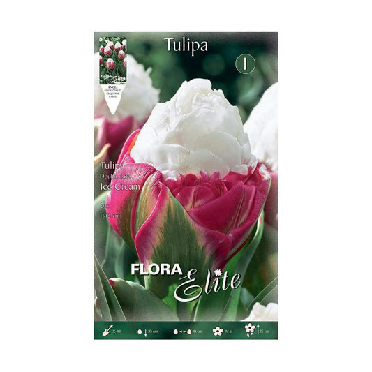 Bulbos Tulipán doble ice cream Elite 5 uds