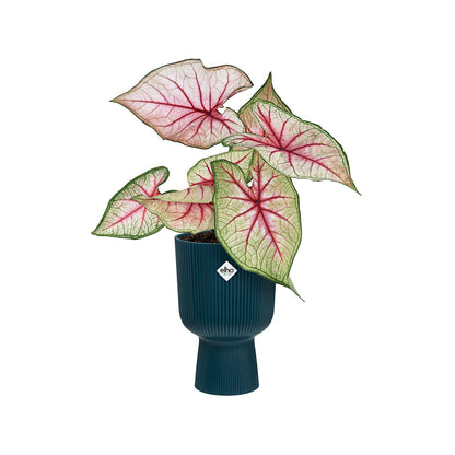 Macetero vibes fold coupe deep blue Elho 30 cm