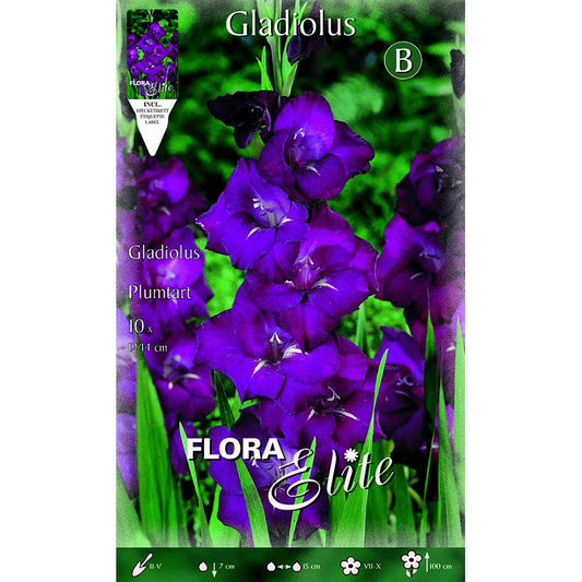 Bulbo Gladiolo lila 10 uds