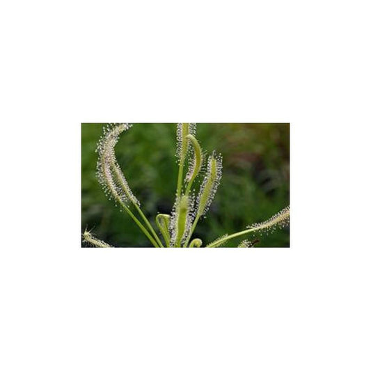 Semillas plantas carnívoras Drosera capensis “alba"