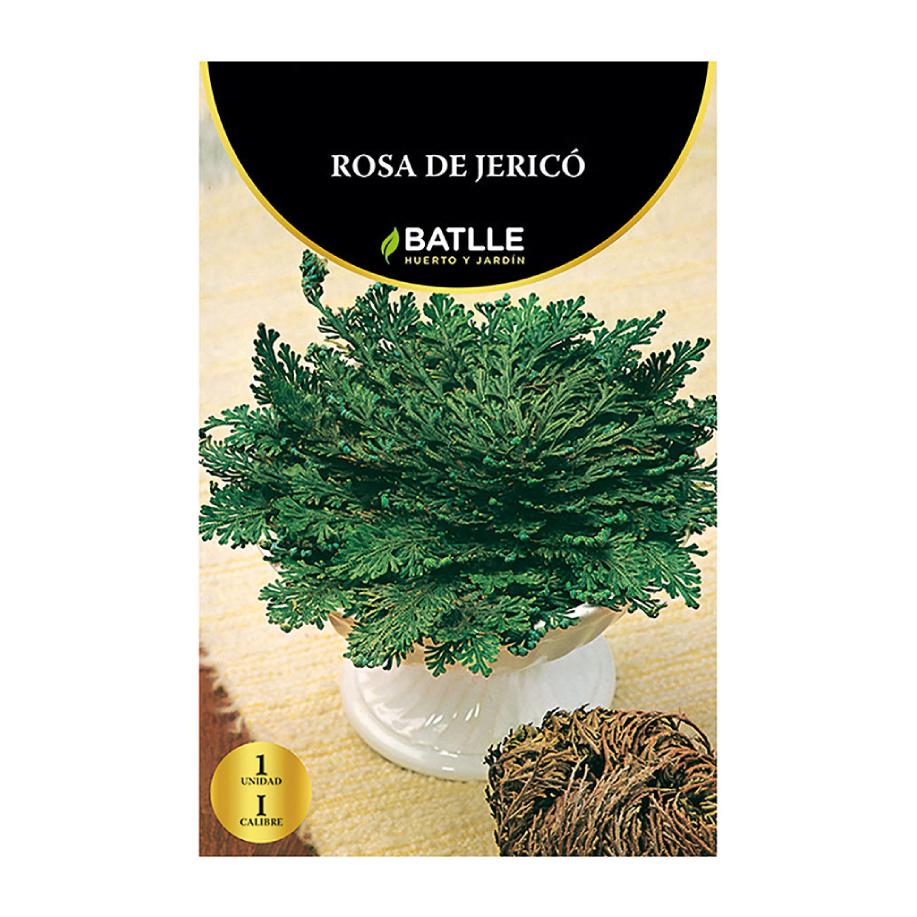 Bulbo Rosa de Jericó Batlle 1 ud