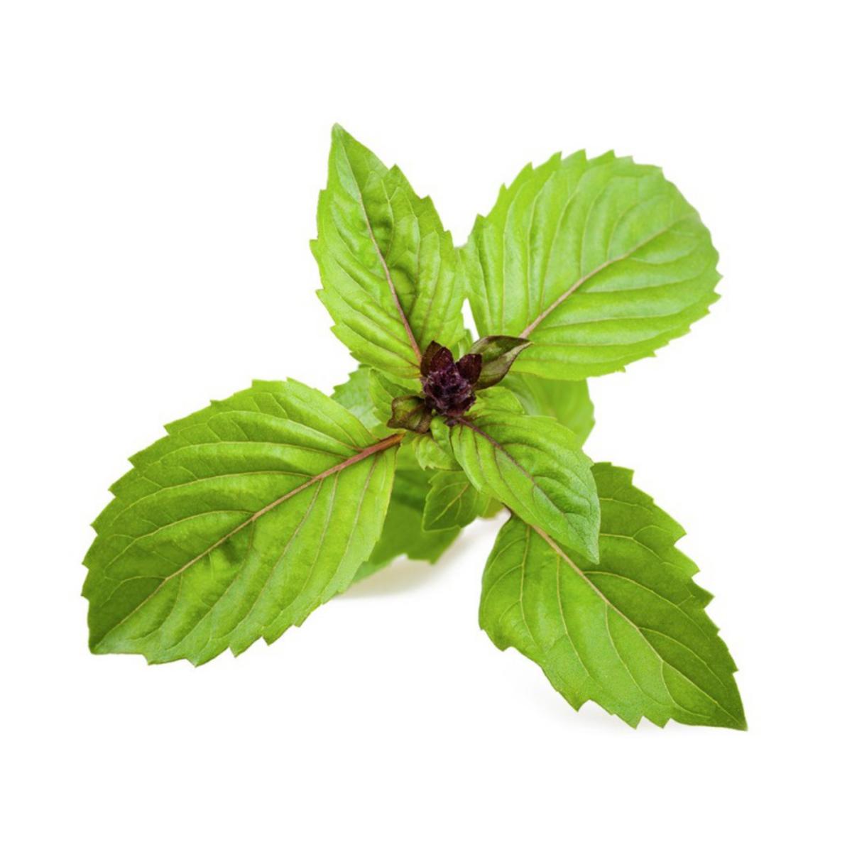 Plantón de Albahaca ancha canela en maceta 11 cm