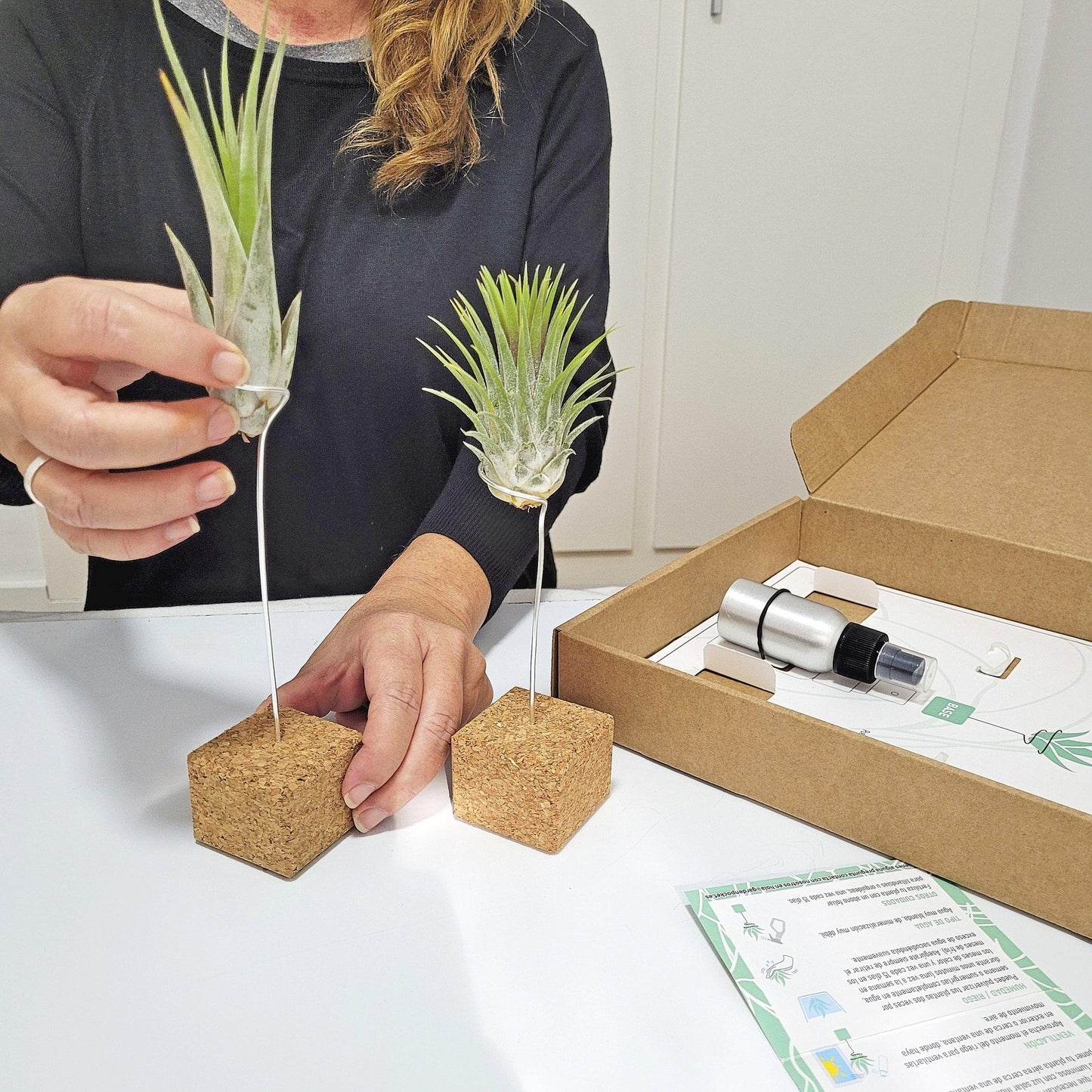 Box Tillandsias
