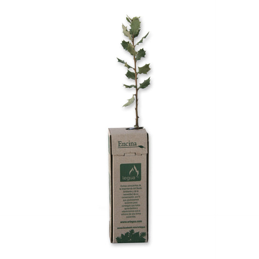 Plantón de Encina 1 ud