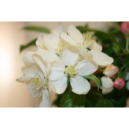Bonsái Malus sp.9 años MANZANO