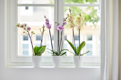 Macetero orquídeas Brussels High Elho blanco