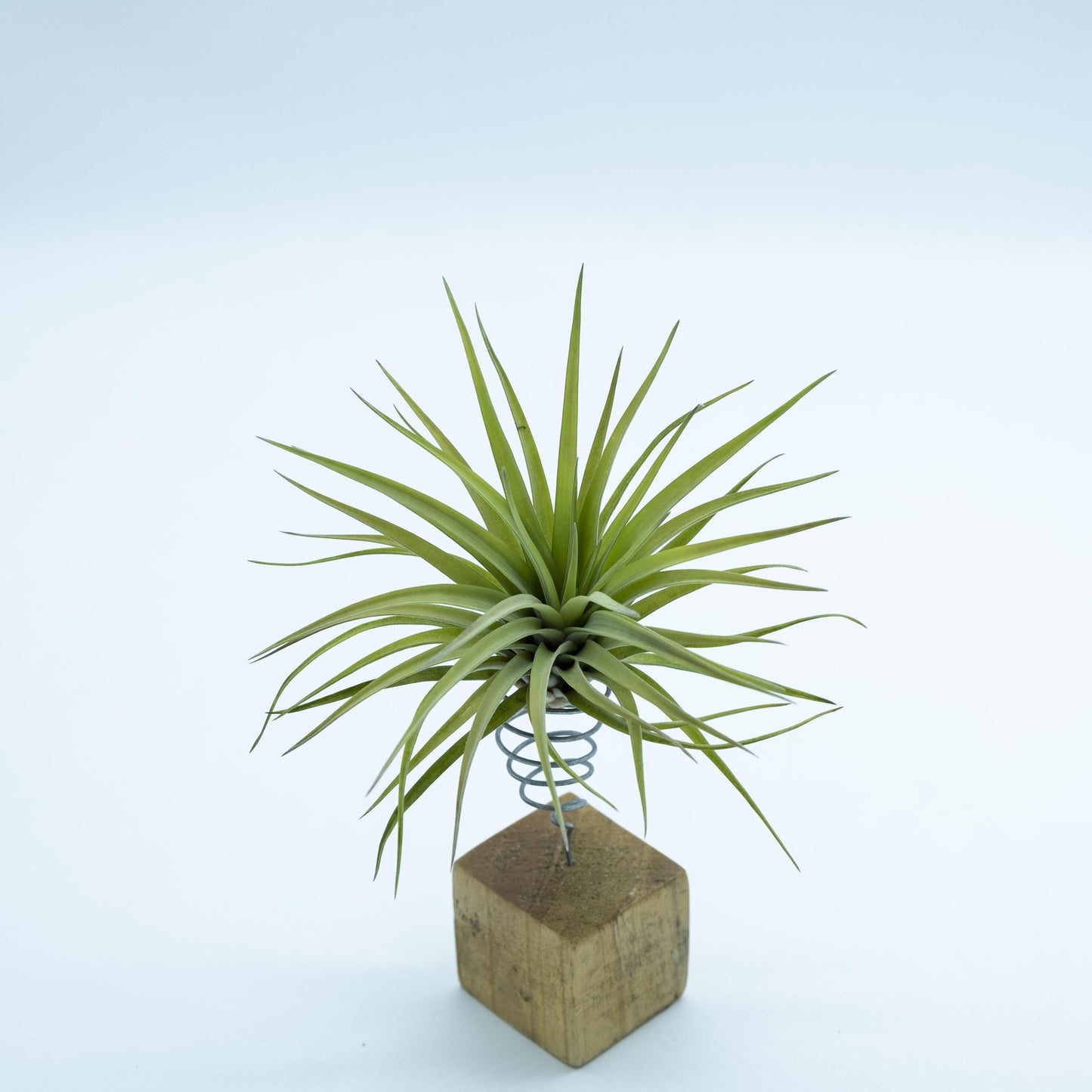 Tillandsia Brachycaulos Multiflora