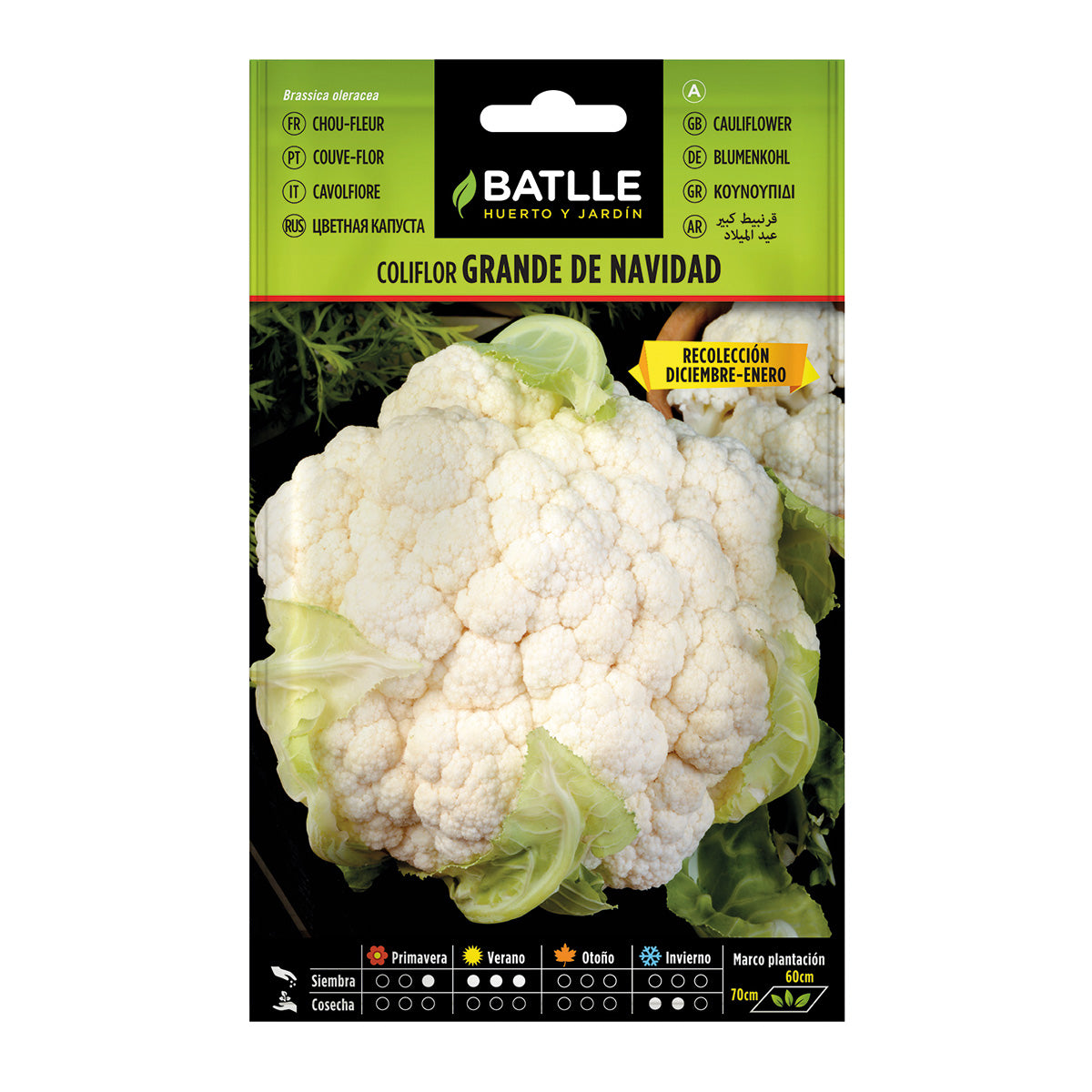 Semillas de  Coliflor Grande de Navidad