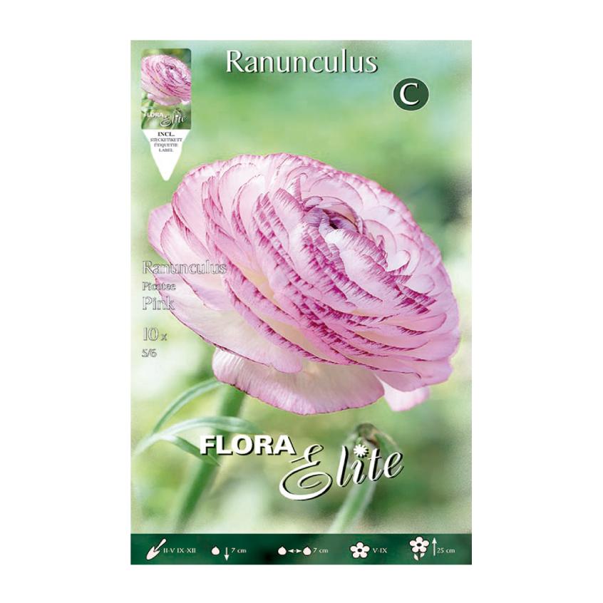 Bulbos Ranúnculo rosa Elite 10 uds