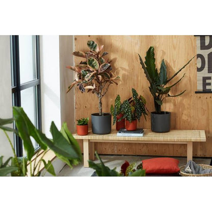 Macetero B.for Soft Round Elho Antracita 22 cm