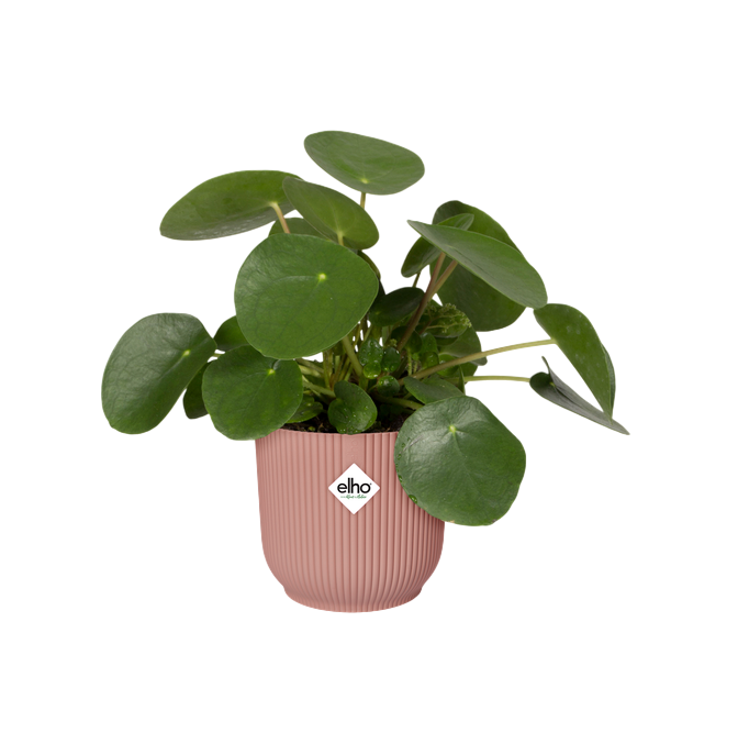 Macetero vibes fold round delicate pink Elho 22 cm