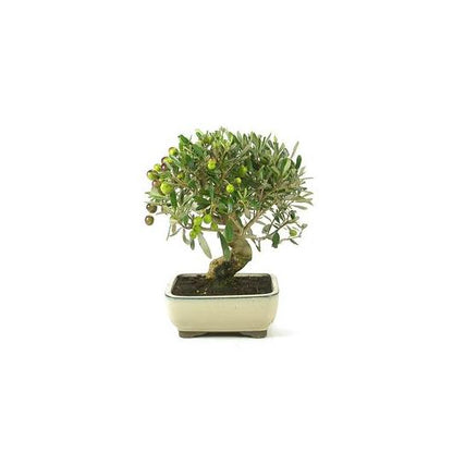 Bonsái Olea europaea 8 años - OLIVO