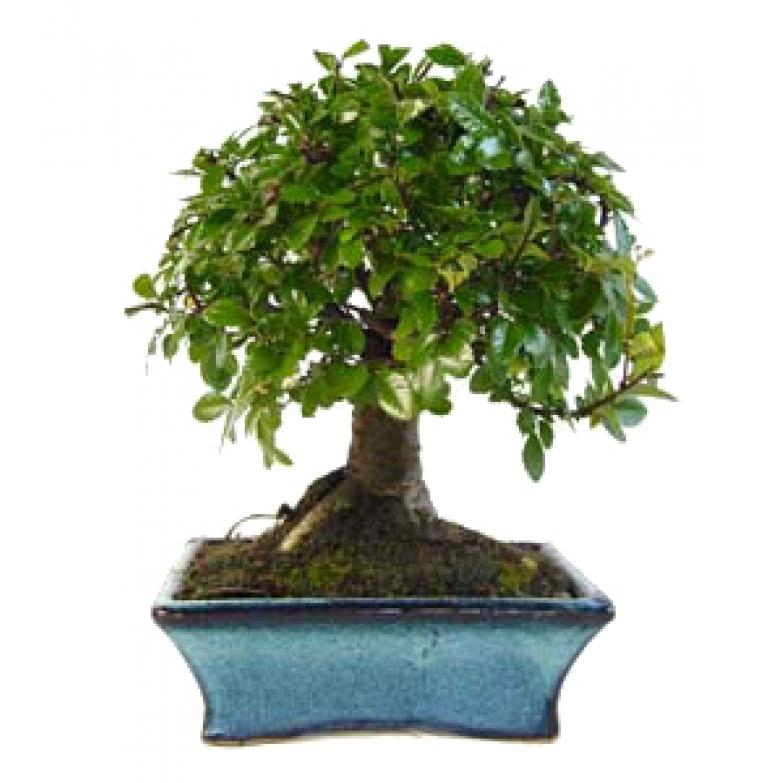 Bonsái Zelkova parvifolia 5 años - OLMO CHINO