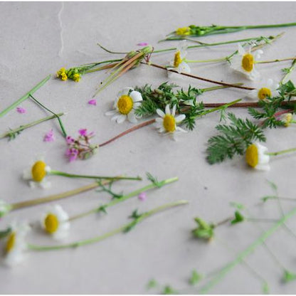 Kit  Flower Press