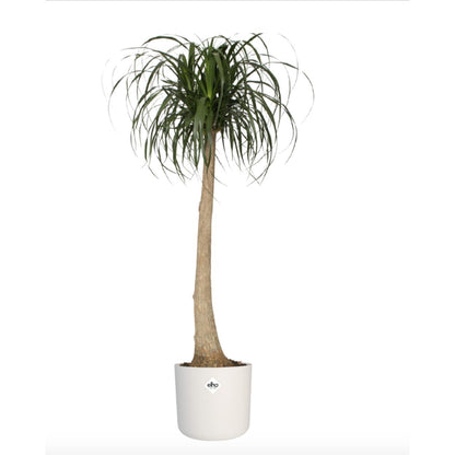 Macetero B.for Soft Round Elho Blanco 14 cm