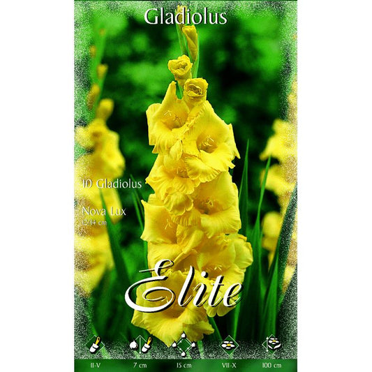 Bulbo Gladiolo amarillo 10 uds