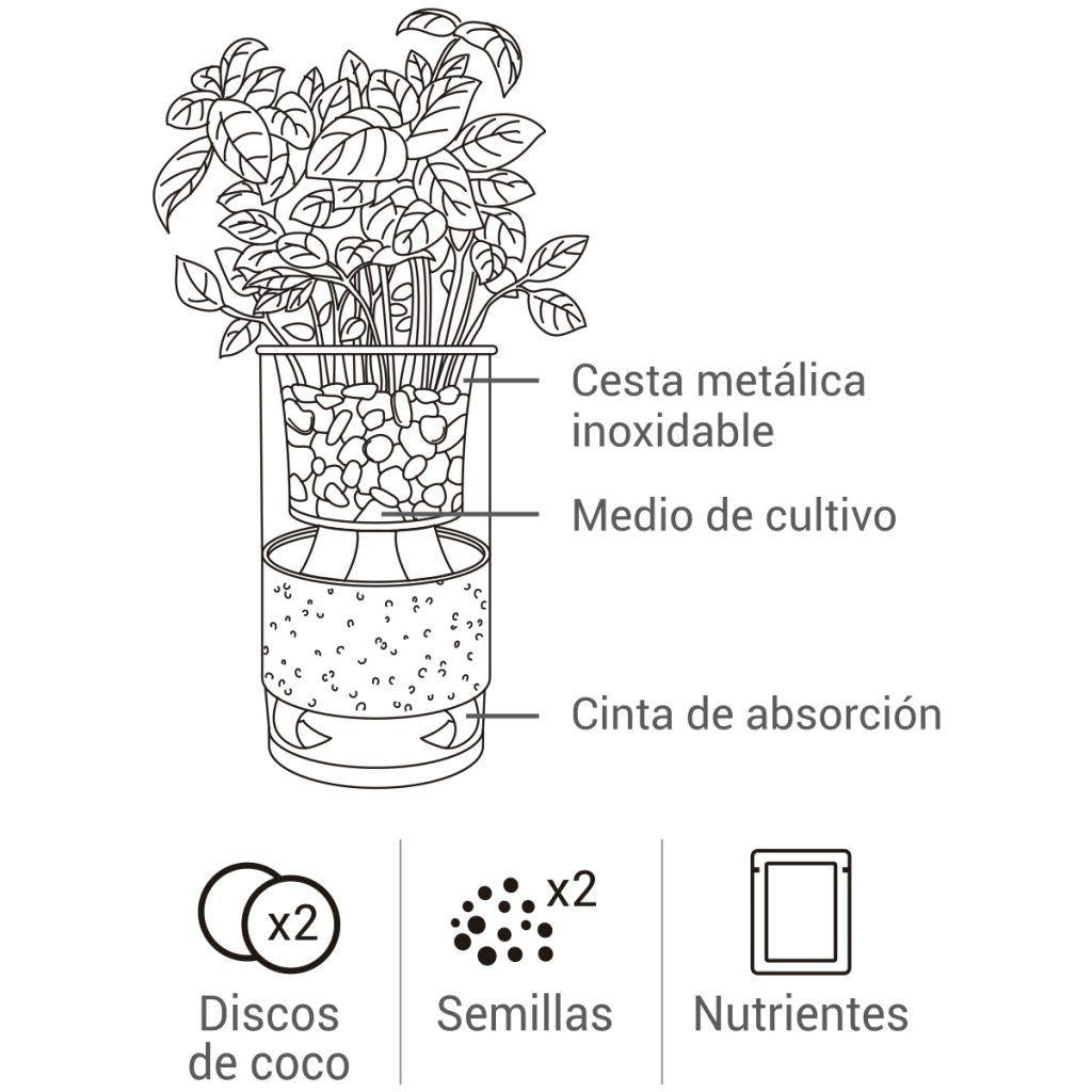Cultivo hidropónico  menta - albahaca limón