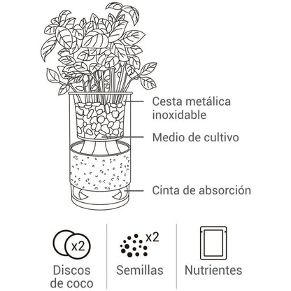 Cultivo hidropónico cilantro - orégano