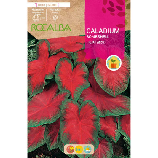 Caladium Bombshell  hoja fancy  verde oscuro y rojo