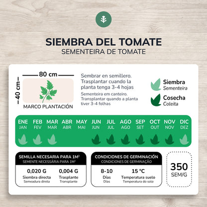 Semillas de Tomate tres cantos gigante rosa ecológicas Planeta Huerto