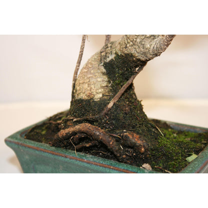 Bonsái Ficus retusa 6 años