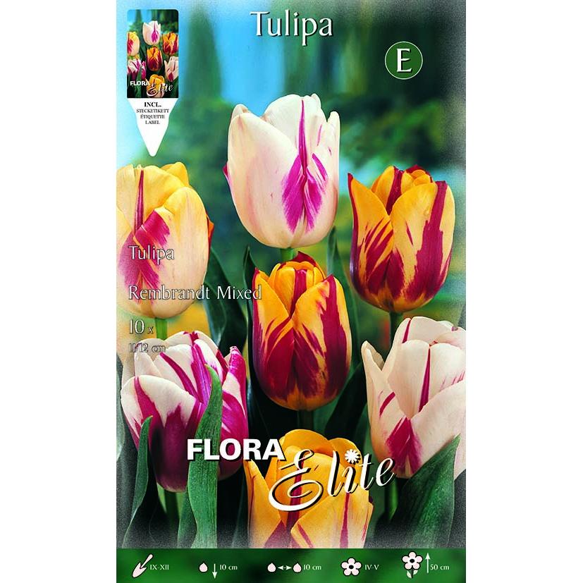 Bulbos Tulipán Rembrand mezcla Elite 10 uds