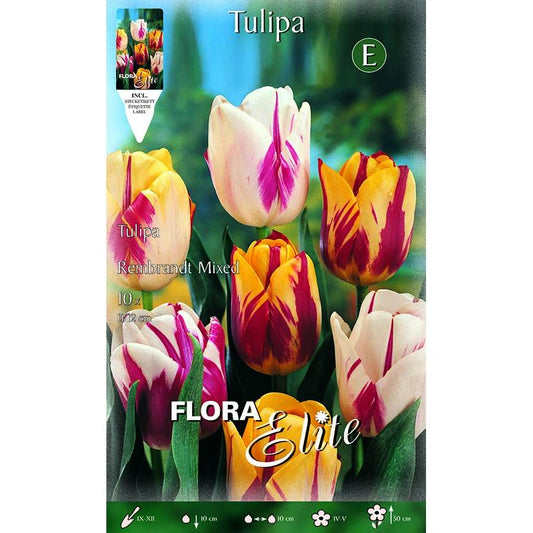 Bulbos Tulipán Rembrand mezcla Elite 10 uds