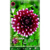 Bulbo Dalia decorativa granate punta blanca