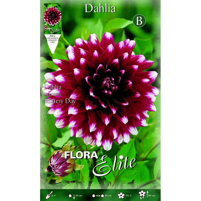 Bulbo Dalia decorativa granate punta blanca