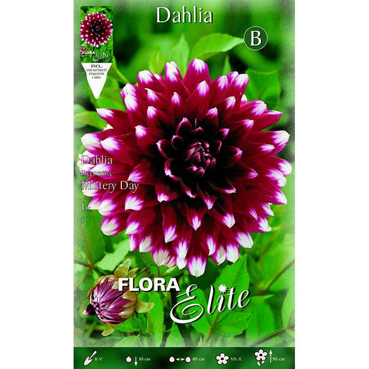 Bulbo Dalia decorativa granate punta blanca