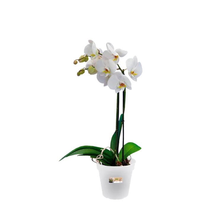 Tiesto orquídeas Green Basics Elho Transparente 17 cm