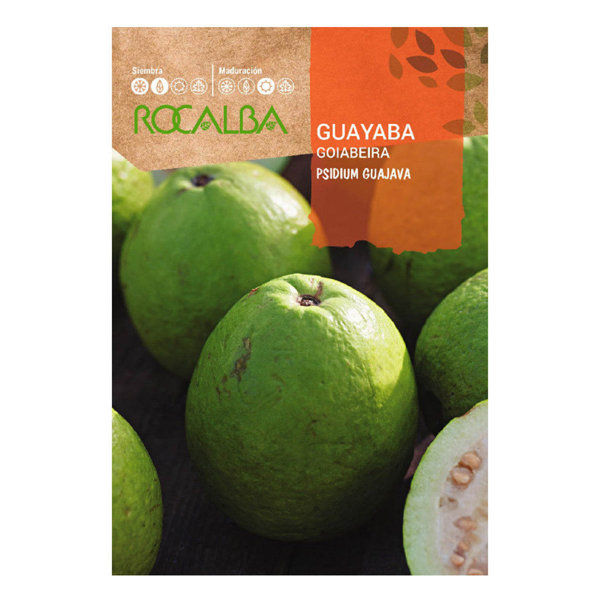 Semillas de Guayaba, Rocalba