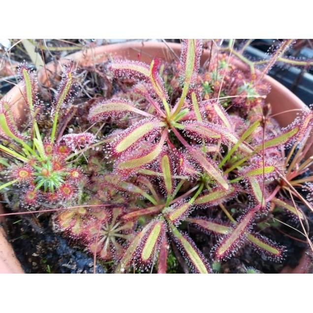 Semillas plantas carnívoras mix Drosera